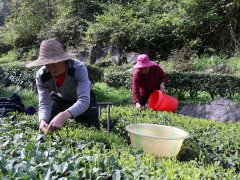 When is the best time to pick tea? what month is the best tea quality and the best picking schedule for one year?