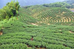 Dongding Oolong Tea Origin | Taiwan Tea Development History and Origin Story Assam No.8 Black Tea Variety Flavor