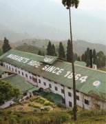 Darjeeling Black Tea Top Estate| Margaret's Hope Manor History Story and Black Tea Flavor Features