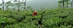 Darjeeling black tea production area five big black tea manor Darjeeling black tea which brand good price expensive