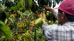 Brazilian coffee farmers turn to grow Robusta Arabica coffee beans decline.