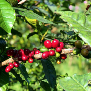 Mexican Coffee Flavor characteristics Historical Story Fine Coffee Development Mexican Coffee Industry is facing crisis