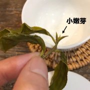 What kind of tea do winter slices belong to? what are the different flavor characteristics between winter tea and tea in each season?