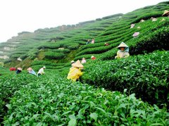 The characteristics of Darjeeling Black Tea in India description of which black tea tastes good and tastes good in Darjeeling