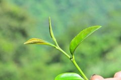 What grade of tea is Oriental Beauty? what is the taste of Taiwan Oriental Beauty Oolong Tea