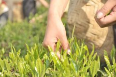How many seasons of tea are picked in a year? What's the difference in tea from season to season? Which season is the best for tea?