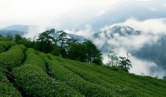 The main tea producing areas in the world where is the largest tea producing area in China and where is the most famous tea