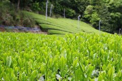 List of top brands of famous Japanese green tea producing areas