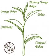 How much caffeine is there in the tea? What are the effects and effects of caffeine? Decaffeinated Bols tea