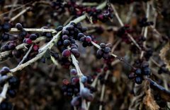 Brazil's drought continues, the yield of raw coffee beans is worrying in the next season, and farmers give up growing coffee.