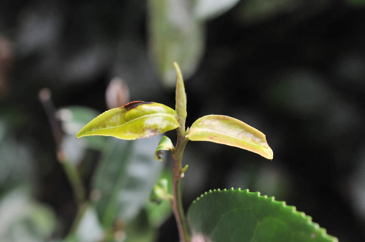 What is the grade of Oriental Beauty Tea? how does it taste? The difference in taste between Dahongpao and Tieguanyin