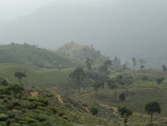 Do wet people drink black tea or green tea? are the three brands of Darjeeling black tea expensive? how do you drink it?