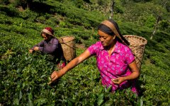 Which of the world's four black teas is best to drink Assam and Darjeeling black tea taste difference