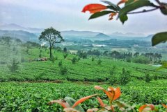 Is Longjing tea better before Ming Dynasty or before rain? The difference between Ming Qian tea and Yuqian tea is more expensive.