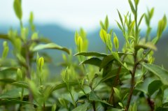 What does rain tea mean? What is the difference between tea leaves before Qingming and cereal rain tea?