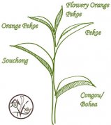 How to distinguish the classification standard of international black tea? what is the best grade of black tea?