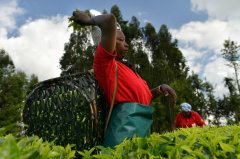 The Natural reasons for the good quality of Kenyan Tea main Distribution and Taste characteristics of Kenyan Tea