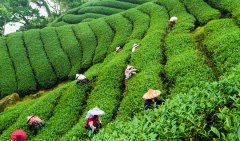 The top ten famous teas in Taiwan introduce which varieties of Taiwan tea are planted and which are good to drink in the region.