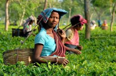 Is Assam tea made in India? Introduction to the varieties and planting conditions of Assam Black Tea