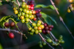 What is coffee cherry cherry fruit the whole ripening process takes about how long