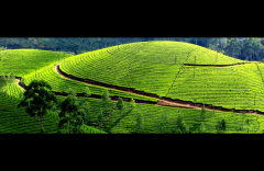 Why is Sri Lanka black tea better than Chinese black tea? Is Ceylon tea passed down from China?