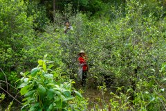 What is the difference between Yunnan ancient tree Yunnan black tea and Pu'er? where is the authentic ancient tree black tea?