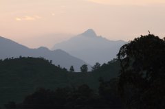 Which is better, Wuyi cinnamon rock tea or Phoenix Dancong? What's the difference between rock tea and Dan fir?