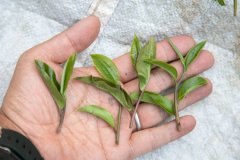 What is the taste of Yunnan black tea? Is black tea expensive in mountain purple tea in Yunnan, China?
