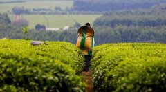 What are the main producing areas of Kenyan tea? What are the advantages and characteristics of Kenyan tea?