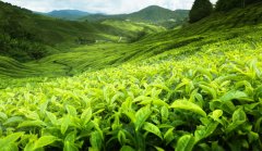 The Origin and Development of British Black Tea what are the two best brands of black tea in Britain?
