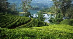 Ceylon Sri Lanka tea what kind? How to get imported Ceylon Highland Black Tea?