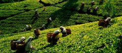 Seven tea-producing regions of Sri Lankan black tea introduce where Lipton Ceylon black tea and milk tea are specially produced.