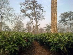 A detailed explanation of the difference between mixed black tea, single manor black tea and single variety black tea