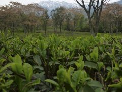 How to choose high-grade black tea? Which brand is authentic? Do you have to pick out the broken black tea?