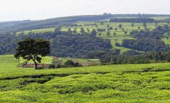 Which is better, Kenyan black tea or domestic black tea? How much is a box of Kenyan black tea brand kericho?