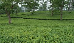 Which area of Assam black tea tastes good? Does long-term drinking Assam black tea have side effects?