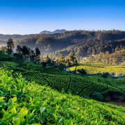 The difference between BP1 and super-grade broken white black tea ctc Ceylon black tea formula