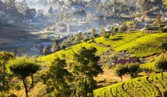 Which country is Sri Lanka closest to? How long will the boiled Ceylon tea last?
