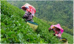 What is the fragrance of honey-scented black tea? What's the difference between honey-scented black tea and Ceylon black tea?