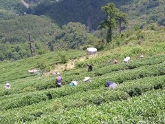 The difference between the taste of Tieguanyin and Mixiang black tea Tieguanyin belongs to oolong tea or green tea?