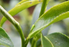 What grade does Taiwan honey-scented black tea belong to? The reason and production process of authentic Honey-scented Black Tea