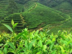 What are the benefits of Nepalese black tea? Which brand of Nepalese tea tastes good?