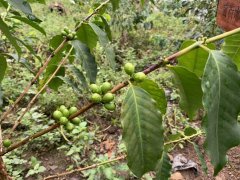 What are the varieties of coffee beans in Yunnan? Yunnan Huaguoshan coffee taste and producing area introduction.