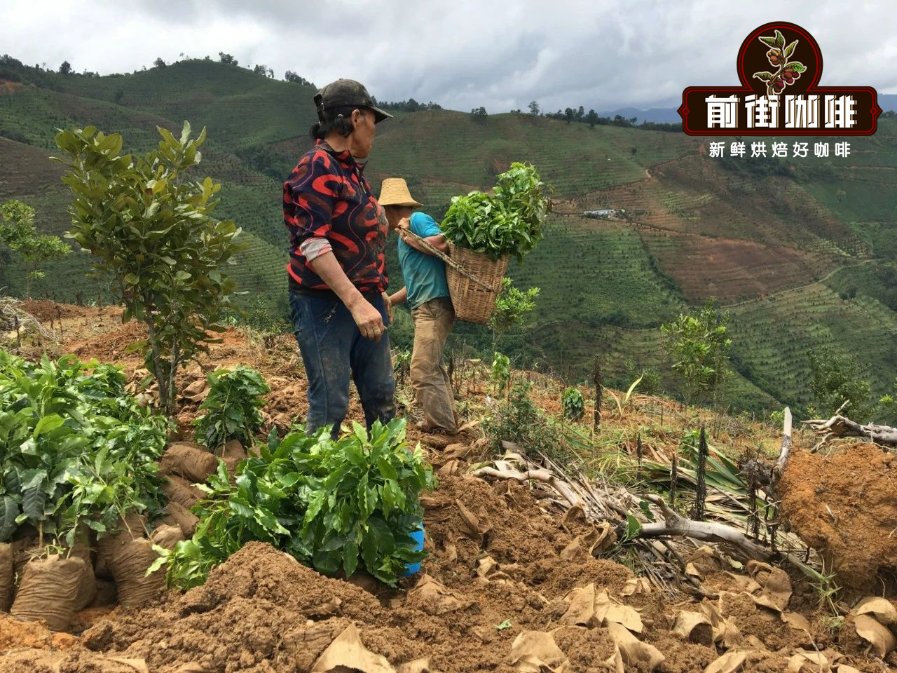 Which is better Yunnan Coffee or Hainan Coffee? flavor and taste characteristics and variety advantages of Yunnan small-grain coffee