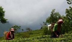 Which tea garden in Darjeeling produces good black tea? Characteristics of ambootia Anbutia's best spring-picked tea