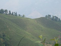 Darjeeling black tea brand Evan Grove Avongrove tea garden what are the taste characteristics of the first-picked tea?