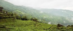 Which tea garden has the best spring tea in Darjeeling? Taste characteristics of summer picking tea in Badamtam tea garden