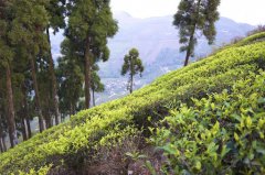 Darjeeling Balasun Black Tea Garden Story which tea garden brand in India has the best Darjeeling black tea?