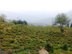 Darjeeling Bannockburn Bannockburn tea garden name source story Darjeeling tea garden which is good?