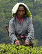 What tea gardens are there in Darjeeling, India? Taste characteristics of Barnesbeg Darjeeling Black Tea picked in Summer